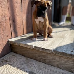 Coast Peak K9
