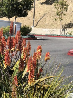 The Beacon La Costa by null