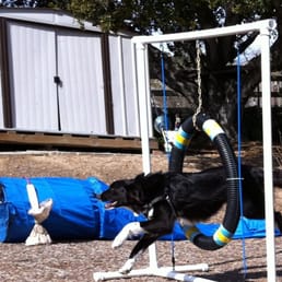 Milo in motion on the agility course.