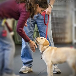The Pet Geek