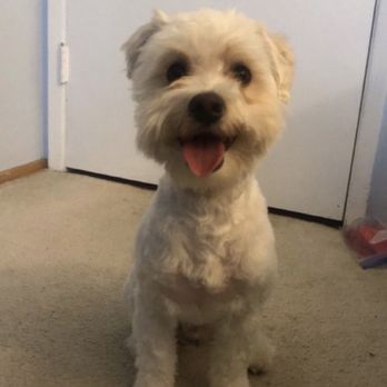 Dog Dandy Grooming - Pet Groomers Near Me - Grass Valley, California Dog Dandy Grooming - Pet Groomers Near Me - Grass Valley, California