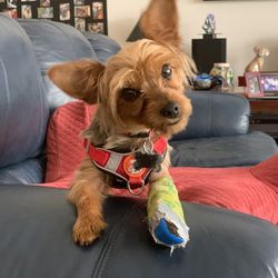 Magnolia Animal Hospital - Skippy with his splint and bandage!