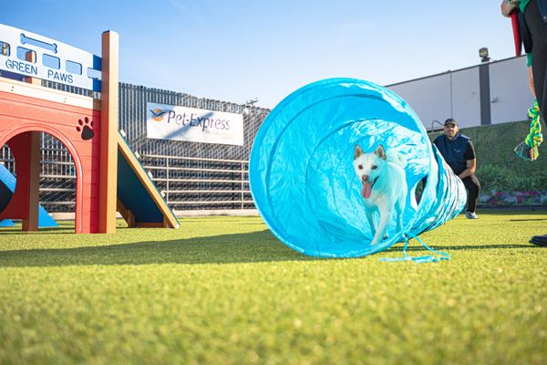 PET EXPRESS - Updated February 2026 - 63 Photos & 66 Reviews - 5261 ...