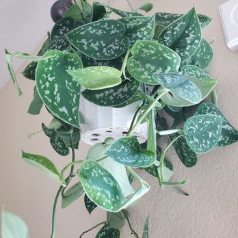 OC Succulents - One of the Satin Pothos we brought home - Nurseries & Gardening Near Me - Irvine, California OC Succulents - One of the Satin Pothos we brought home - Nurseries & Gardening Near Me - Irvine, California