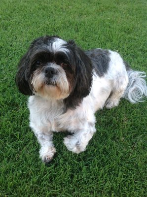 daffy's pampered pets