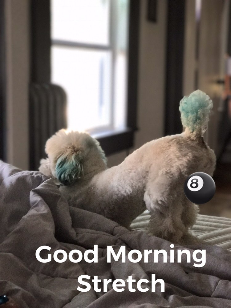 SCALLY WAGS DOG SALON Updated October 2024 14 Photos & 14 Reviews 881 Loudon Rd, Latham