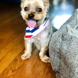 Vanity Fur - Puppy Cut