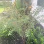 Augusta Lawn Care Services