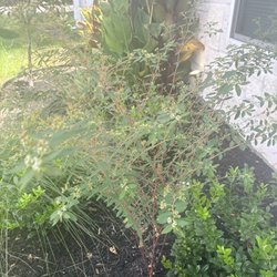 Augusta Lawn Care Services - Over 3ft weed grown in garden with weekly garden service