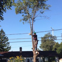 Removing pear tree!!!!  Yeah!!!