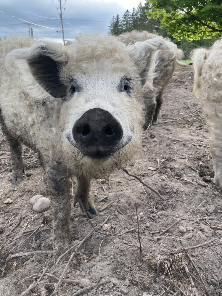 KARABINAS FAMILY FARM Updated June 2024 6088 N US Hwy 31, Levering