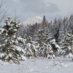 The Yurt at Rivendell - New Snow in Young Trees