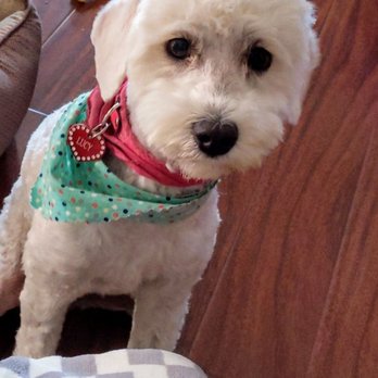 Isela's Pet Grooming - Lucy - Pet Groomers Near Me - Whittier, California