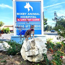 Bixby Animal Hospital & Urgent Care - Our patient Kahless.