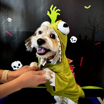 Splash and Dash - Pet Groomers Near Me - Sugar Land, Texas Splash and Dash - Pet Groomers Near Me - Sugar Land, Texas