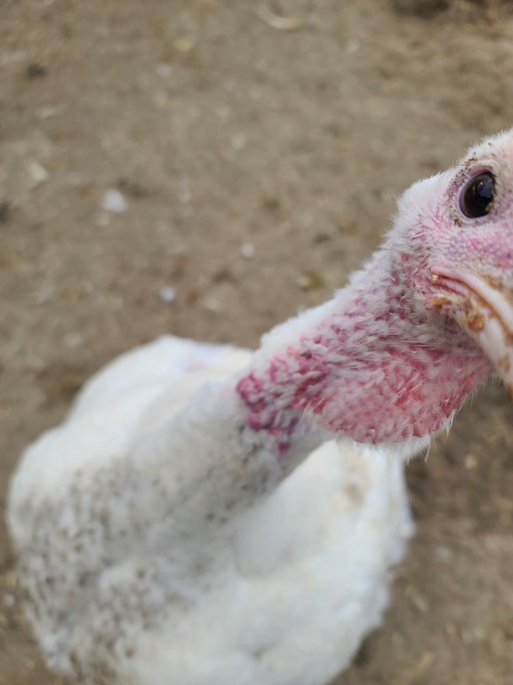 WILLOW RIVER FARM HBG Updated September 2024 11 Photos 810 Page