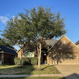 Exterior photo of BD Tree Services - Alvin, Texas Exterior photo of BD Tree Services - Alvin, Texas