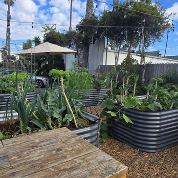 The Plot - Garden by where I was seated. - Vegan Near Me - Oceanside, California
