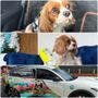 Photo of Boujee Mobile Pet Grooming