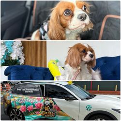 Boujee Mobile Pet Grooming - Boujee Royal Pet Taxi