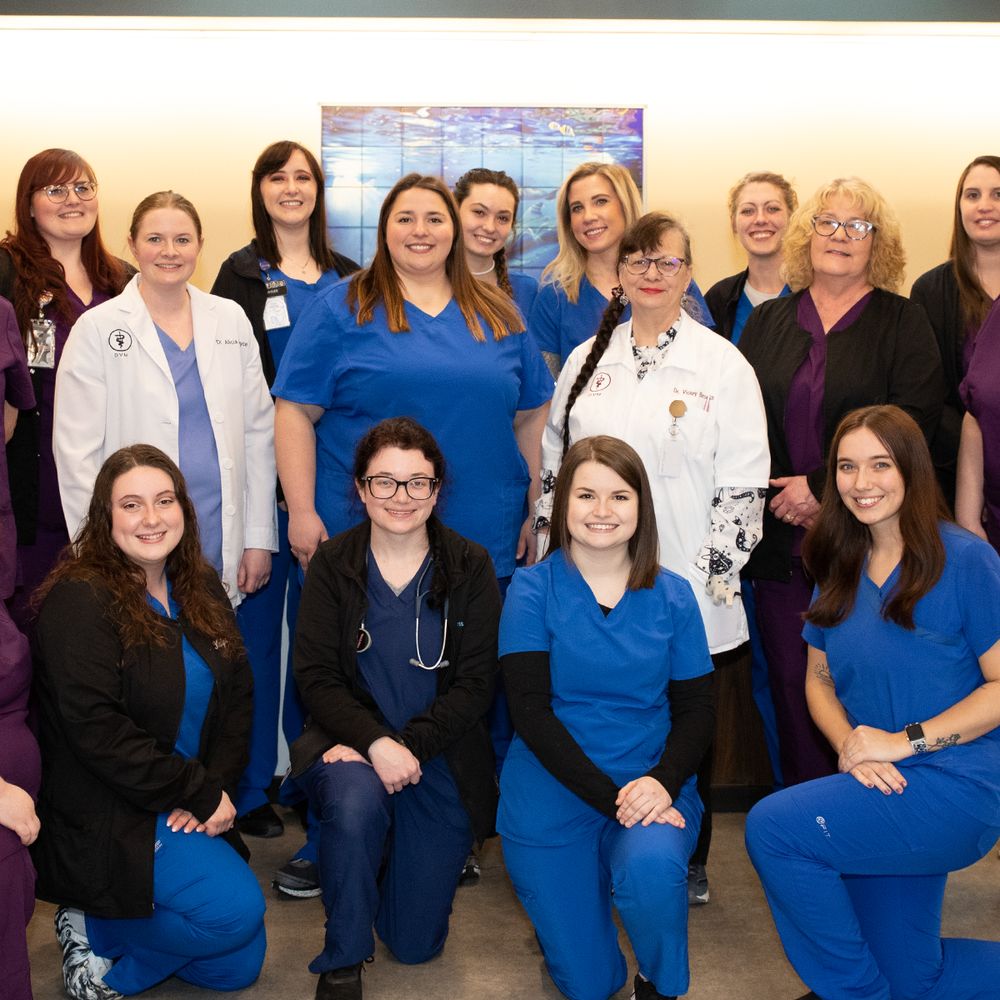 Hawaii Veterinary Vision Care – Caring for your pets vision