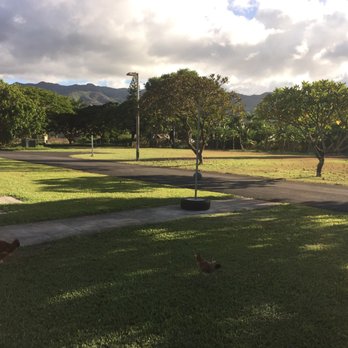 Camp Homelani - Chickens on duty - Campgrounds Near Me - Waialua, Hawaii Camp Homelani - Chickens on duty - Campgrounds Near Me - Waialua, Hawaii