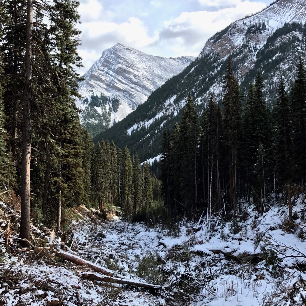 Galatea Creek - Avalanche fall out - Hiking Near Me