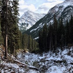 Galatea Creek - Avalanche fall out