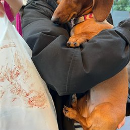 hurt dog, blood in bag hurt dog, blood in bag