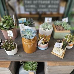 Mixed Greens Modern Gifts