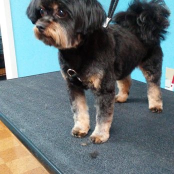 Foxy K9 - Pet Groomers Near Me - Saint Charles, Missouri