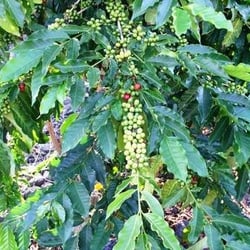 Mokulele Farms 100% Kona Coffee - Only the red, ripe cherry is picked--always by hand