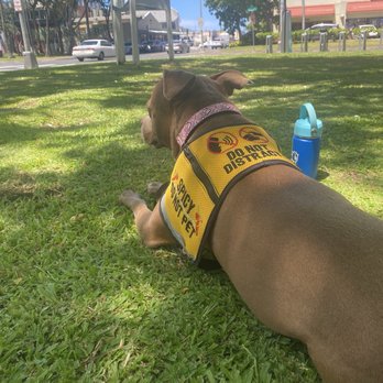 Discount Wheel and Tire - Honolulu - A lot of areas to walk if you have your pup with you - Tires Near Me - Honolulu, Hawaii Discount Wheel and Tire - Honolulu - A lot of areas to walk if you have your pup with you - Tires Near Me - Honolulu, Hawaii
