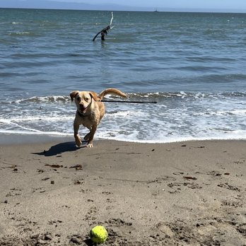 Oh Behave Dog Training - Pet Training Near Me - San Ramon, California Oh Behave Dog Training - Pet Training Near Me - San Ramon, California