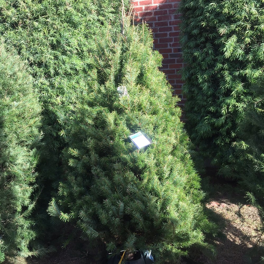 Christmas Tree Lot - Great selections and prices - Christmas Trees Near Me - North Hollywood, California