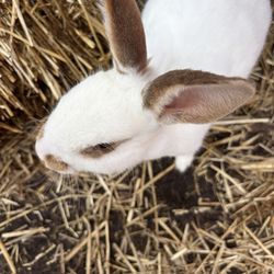 Heider's Berry Farm