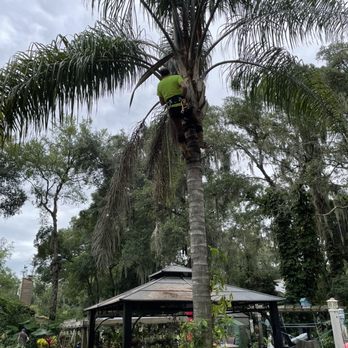 Rodney Willis Florida Tree Service - Working on palms - Tree Services Near Me Rodney Willis Florida Tree Service - Working on palms - Tree Services Near Me