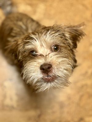 Loba Pastry + Coffee by null