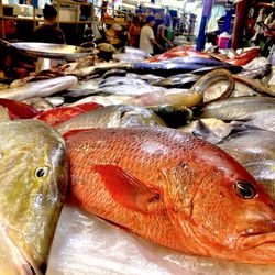 Farmers Market - Whole fish stall