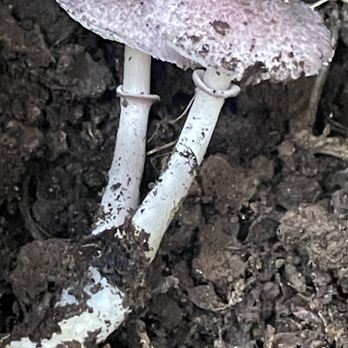 Rancho San Antonio Preserve - Destroying Angel mushroom - Parks Near Me - Los Altos, California Rancho San Antonio Preserve - Destroying Angel mushroom - Parks Near Me - Los Altos, California