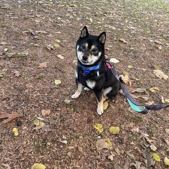 Korean K9 Rescue - Animal Shelters Near Me - Astoria, New York