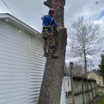 Arborsharp Tree Care - We removed a 3ft diameter walnut that was breaking up the floor of the garage it was touching. Cranes make it so easy! - Tree Services Near Me Arborsharp Tree Care - We removed a 3ft diameter walnut that was breaking up the floor of the garage it was touching. Cranes make it so easy! - Tree Services Near Me