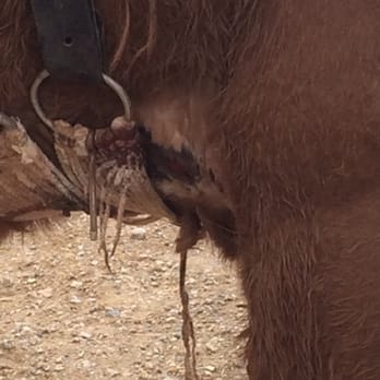 Havasu Falls - One of many open, bleeding wounds on the sensitive areas of pack animals. PLEASE do not use this service. - Hiking Near Me Havasu Falls - One of many open, bleeding wounds on the sensitive areas of pack animals. PLEASE do not use this service. - Hiking Near Me