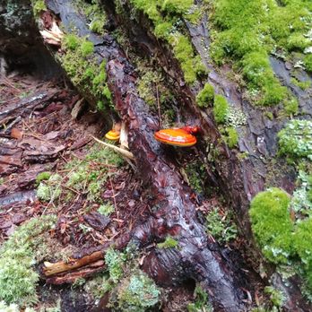 Algonquin Provincial Park - Mushrooooom! - Parks Near Me - Whitney, Ontario