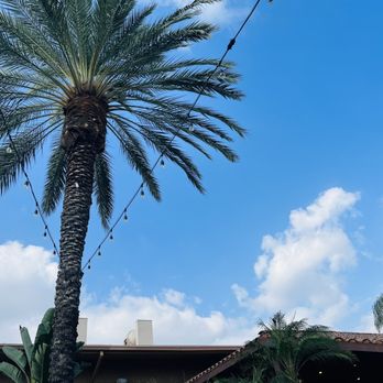 Calvary Chapel Chino Valley - Giant palm trees everywhere! - Churches Near Me - Chino, California Calvary Chapel Chino Valley - Giant palm trees everywhere! - Churches Near Me - Chino, California