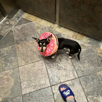 TrueCare for pets - Our very loved pup Alfie coming home from True Care - Veterinarians Near Me - Studio City, California
