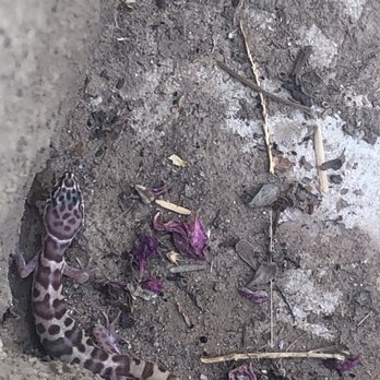 Lonewolf Wildlife & Pest Specialists - Gecko - Pest Control Near Me Lonewolf Wildlife & Pest Specialists - Gecko - Pest Control Near Me