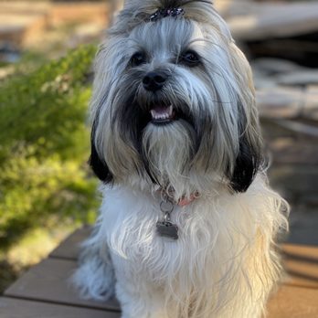 1 Love Dog Rescue - Pet Adoption Near Me - Auburn, California