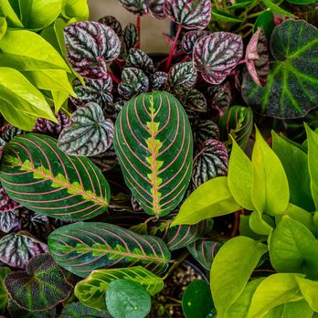 Rooted Living - Nurseries & Gardening Near Me - Chicago, Illinois
