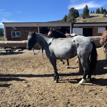 Jake's Horses - Horseback Riding Near Me - Gallatin Gateway, Montana